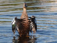 KAAPSE SLOPEEND BAD  Cape Shoveler - Jan Prinsloo 2014 : jan